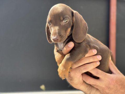 Petmode köpek çiftliğinden dachshund yavrumuz