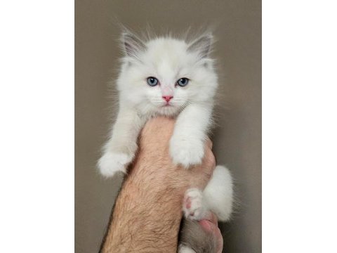 Şecereli anne ve babadan bicolor ragdoll yavrularımız