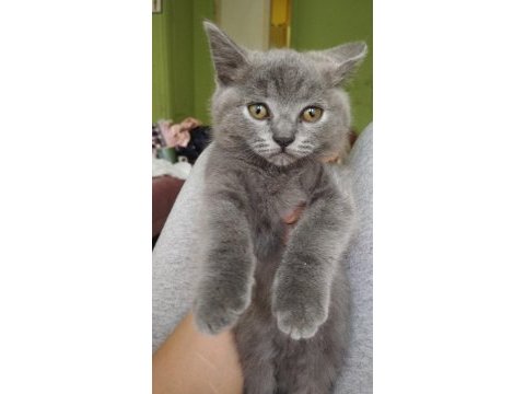 Orjinal british shorthair