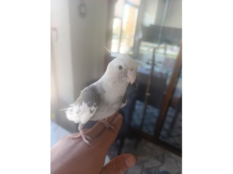 Sultan papağanı 6 aylık erkek