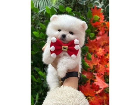 Üretim çiftliğinden pomeranian boo