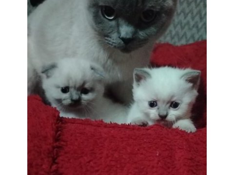 Blue point scottish fold izmir buca