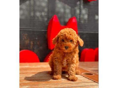 Toy poodle yavrular