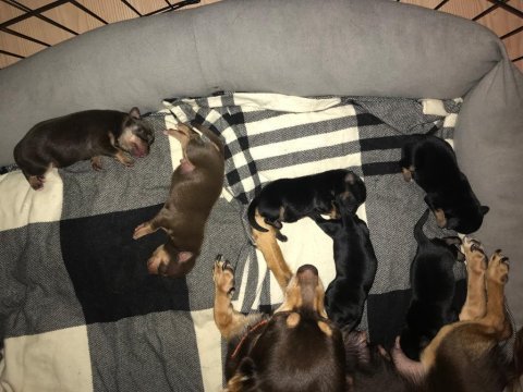 4 erkek 1 dişi minyatür pinscher yavruları