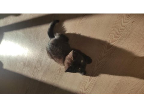 17nisan doğumlu anne baba aynı ırk cins kedimiz