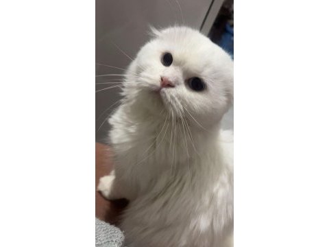 Beyaz prens scottish fold