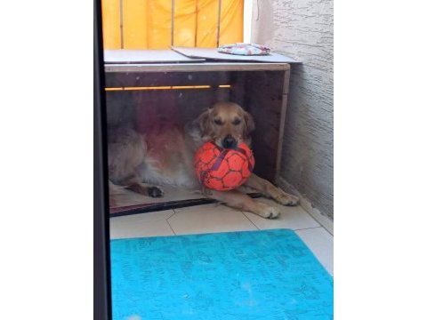 Ücretsiz sahiplendirme golden retriever