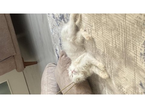 Chinchilla 1 yaşında kedimiz