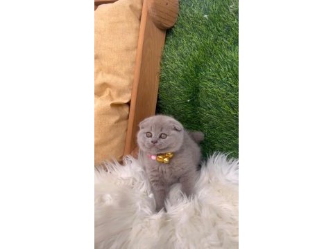 Teslime hazır bebeklerim