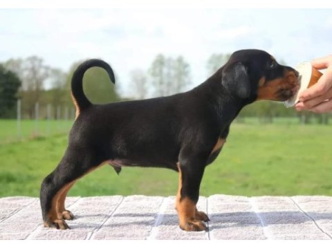 Irkının en kalitelisi doberman yavrular