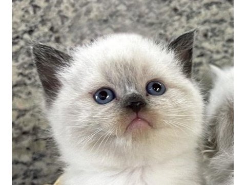 British shorthair blue point yavrularım 