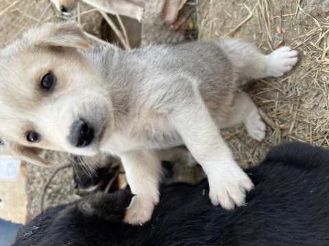 Yavru köpeğimizi ücretsiz sahiplendirme