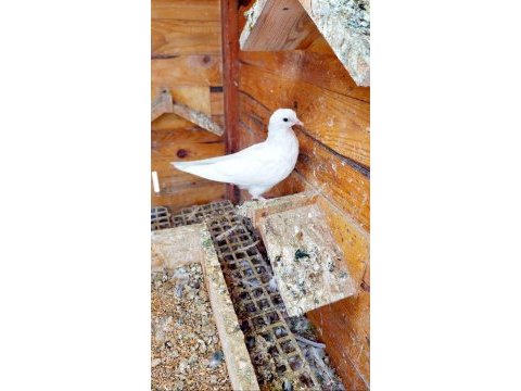 Yavru beyaz oyunlu güvercin sorunsuz