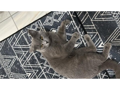10 aylık british shorthair