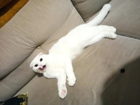 Sahiplendirilecek scottish fold kırık kulak