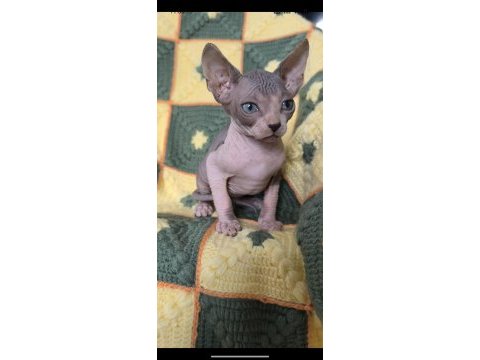 Naked beauty sphynx cattery 2 aylık
