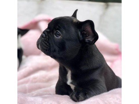 French bulldog yavruları