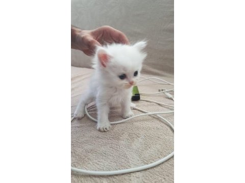 1 aylık yavru british longhair