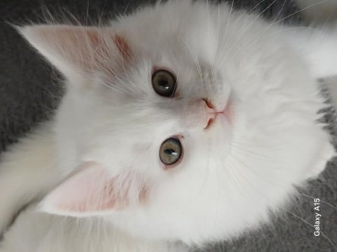 2 aylık maine coon yavru kediler