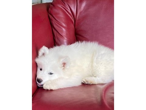 Harika samoyed bebeklerim