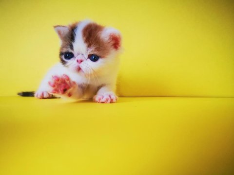 Exotic shorthair safkan yavrular rezerveye hazır