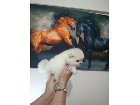 Pomeranian yavrular