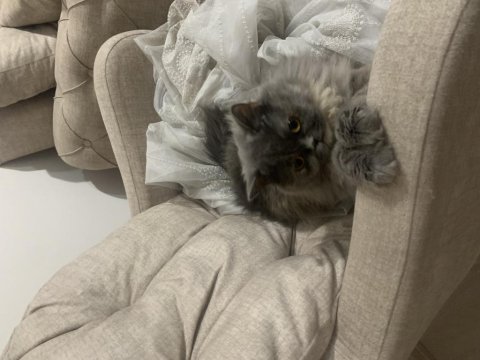 2 yaşında british longhair (çiftleştirme)