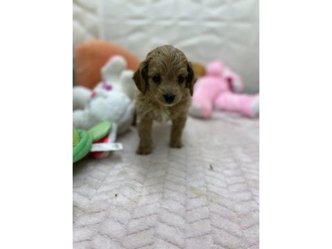 Erkek dişi maltipoo yavrular