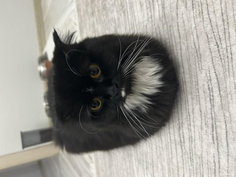 Scottish fold 1,5 yaşında dişi