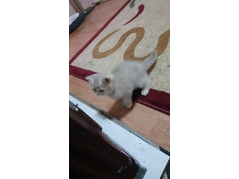 1 aylık yavru british shorthair