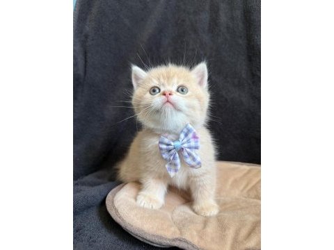 Golden british shorthair paşam hazır