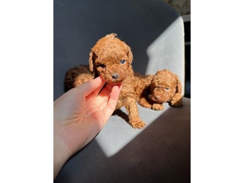 Red brown kore toy poodle yavrular