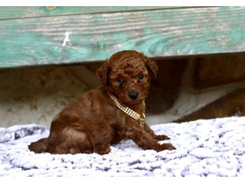 Toy poodle ırk garantili yavrular