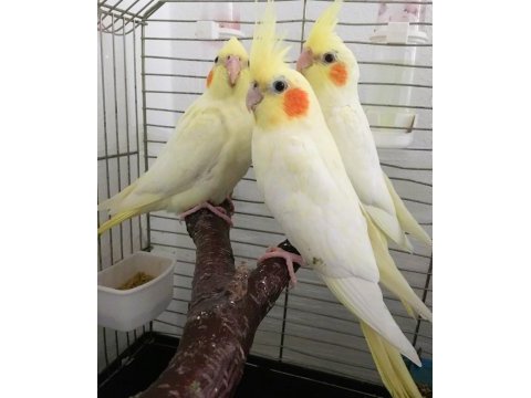 Yavru sultan papaganı bebek uygun erkek