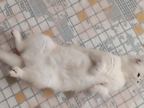 Beyaz mavi gözlü scottish fold