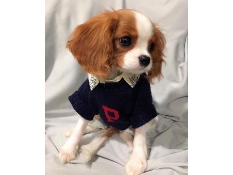 Efsane sevimli cavalier king charles yavrular