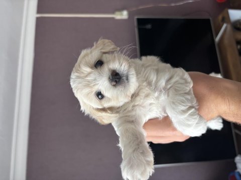 Harika kalite maltipoo bebekler