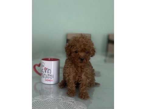 Tea cup poodle