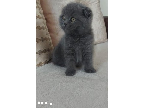 2 aylık scottish fold yavru kedilerimiz
