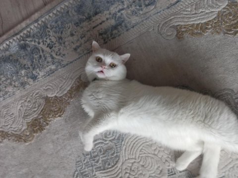 British shorthair 3 yaşında