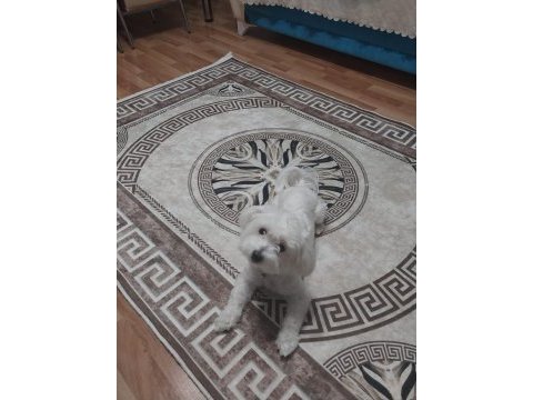 Acil maltese ciddi alıcılar yazsın