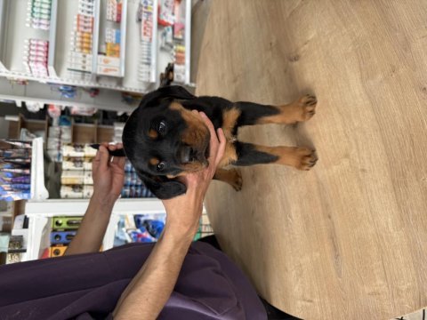 A kalite rottweiler yavru köpekler