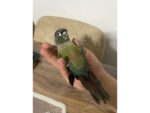 Full evcil konur papağanı 81 ile gönderim var