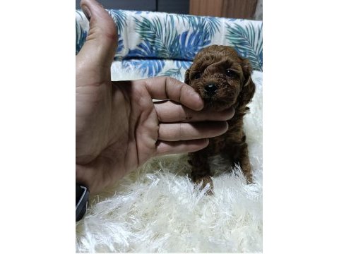 Gerçek teacup kore poodle bebekler