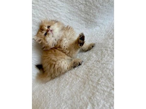 British longhair golden