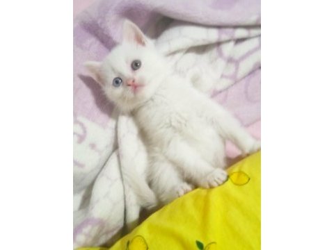 Her renkten british shorthair yavrular