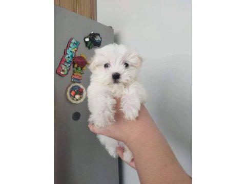 Terrier yavruları