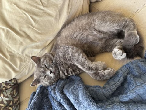 1 yaşında british shorthair oğluma eş