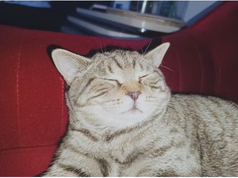 Kedim ücretsiz sahiblendirlecek