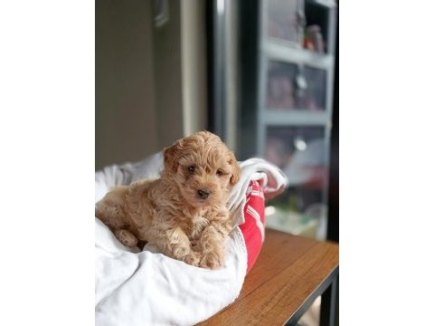 Irkının en güzeli dişi maltipoo bebeğim